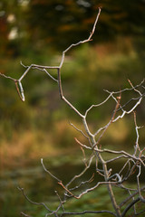 autumn twig