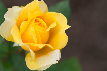 バラ　ゴールデン・グロー