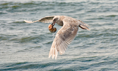 Seagull Snack 4