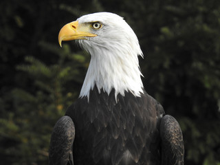 Greifvögel