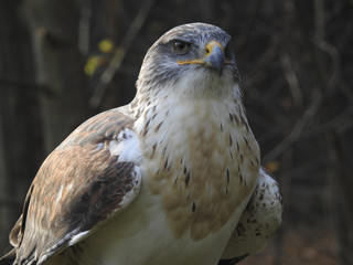 Greifvögel