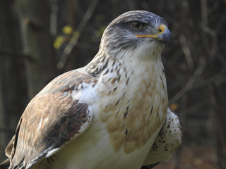 Greifvögel