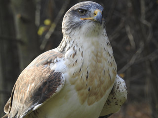 Greifvögel