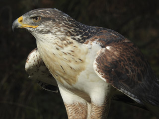Greifvögel