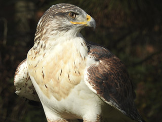 Greifvögel