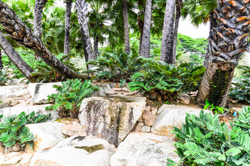 Plant and Rock background in the garden