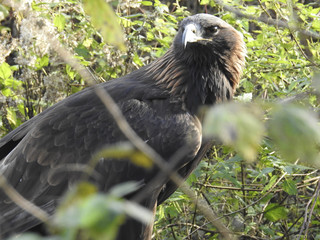 Greifvögel