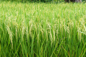 Rice field background.