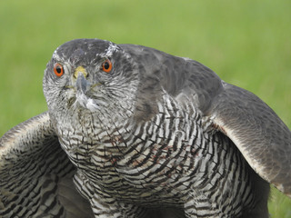 Greifvögel