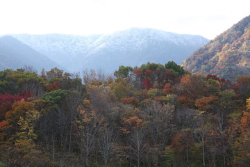 Naklejka premium 霜と紅葉