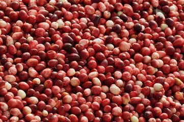 Red cranberries close up