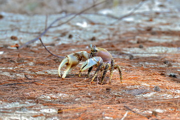 Sand crab, Polynesia