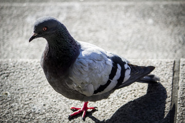 Obraz premium The dove