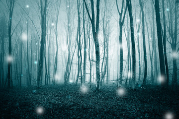 Dark cyan blue foggy forest with fireflies bokeh light background. Color filter effect used.