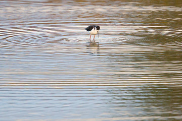 Black necked stilt creating circles in a  pond