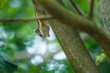 Squirrel,Squirrel in Thailand.