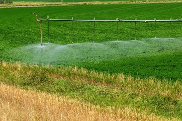 Watering a Crop