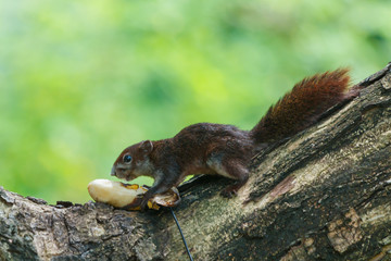 Squirrel,Squirrel in Thailand. © ownza