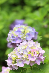 紫陽花の花