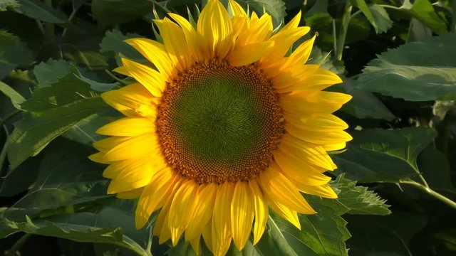 Sunflower in nature with wind that makes it move zoom in