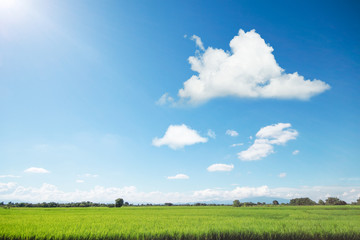 clouds above paddy