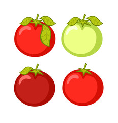 Fresh Tomatoes Vectors