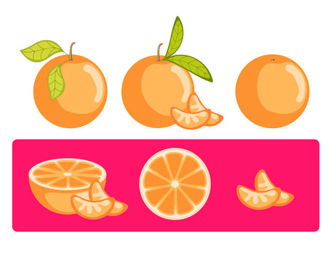 Orange Slices Vector Set