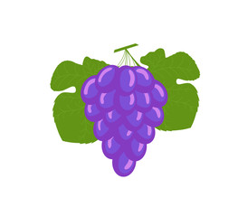 Bunch of Blue Grapes Vector