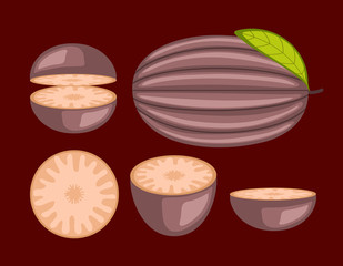 Retro Juicy Melon Fruit Vector