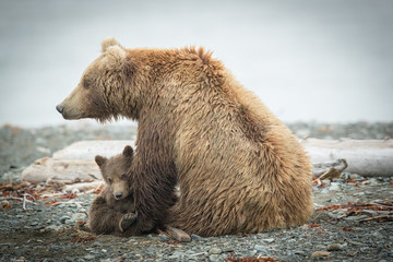 Alaskan Grizzly sow and cub so cute on beach.