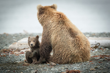 Alaskan Grizzly sow and cub so cute on beach.