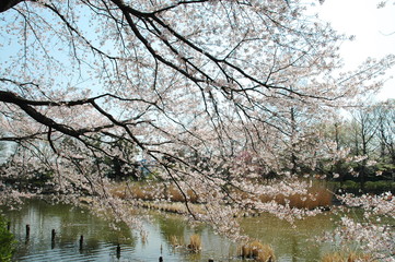 桜