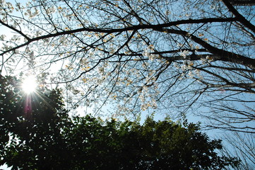 桜