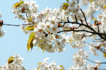 桜
