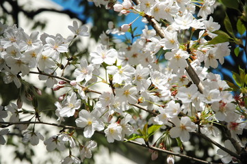 桜