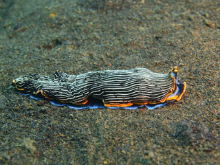 True sea slug