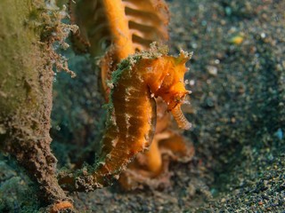 Sea horse