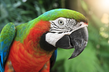 close-up eye and head of parrot at the jungle with flare and sun