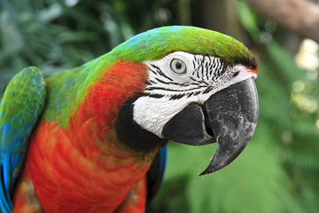 close-up eye and head of parrot at the jungle
