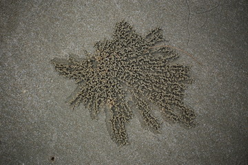 True crabs on the beach