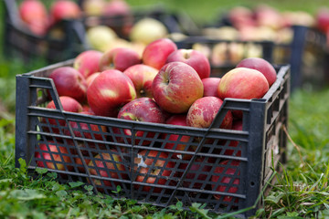 Crates of freshly picked apples