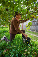 Senior farmer picking apples