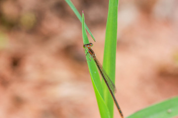 dragonfly