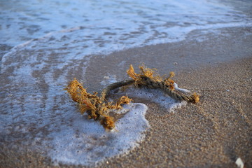 old rope and beach