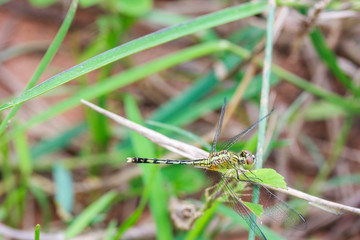 dragonfly