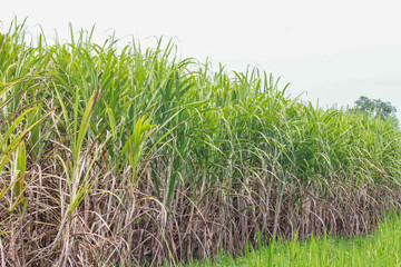 Sugarcane