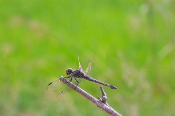 dragonfly