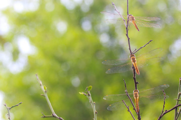 dragonfly