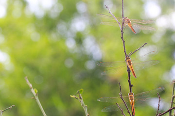 dragonfly