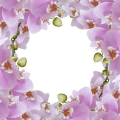 Beautiful branch of lilac orchids. Isolated 